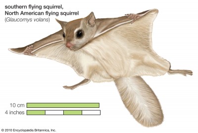 flying-squirrel-North-American-mammal.jpg